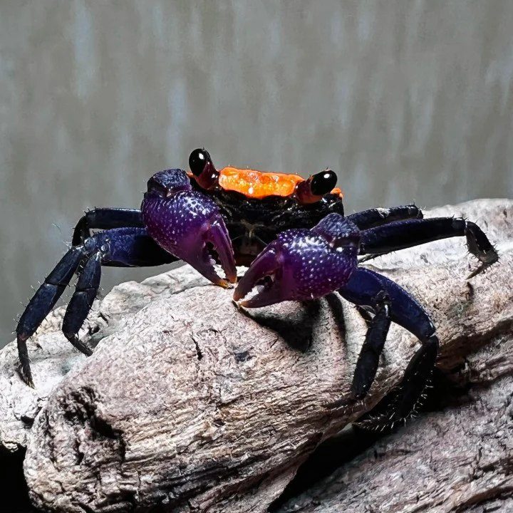 "Black Leg" Vampierkrab
