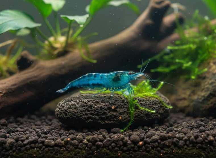 Blue Jelly Garnaal (Neocaridina davidi)