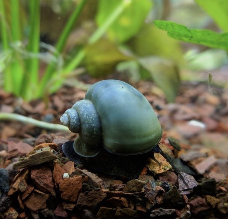 Blauwe Mysterieslak — Pomacea bridgesii