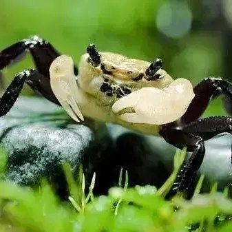 Panda Vampierkrab (Geosesarma sp.)