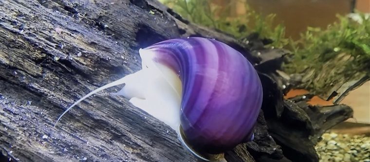 Paarse appelslak (Pomacea bridgesii) met dieppaarse schelp