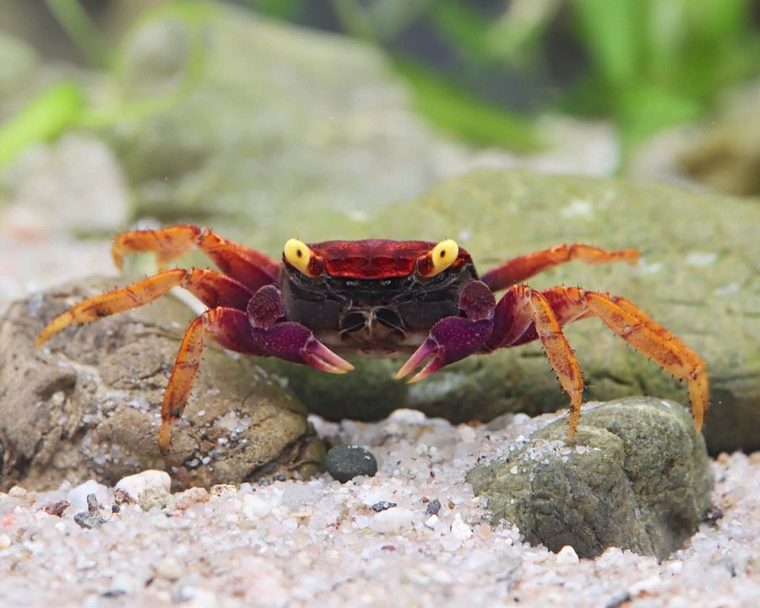 Volcano Vampierkrab — Geosesarma sp. 