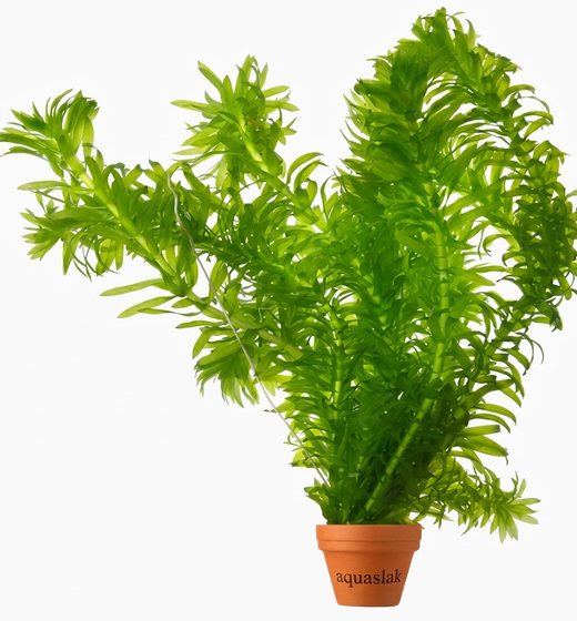 Waterpest (Egeria densa)