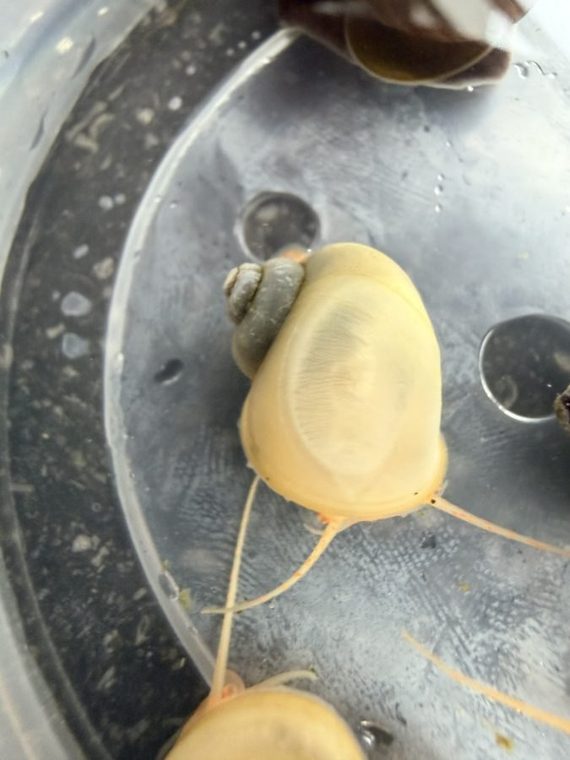 Witte appelslak (Pomacea bridgesii) met crèmewitte schelp